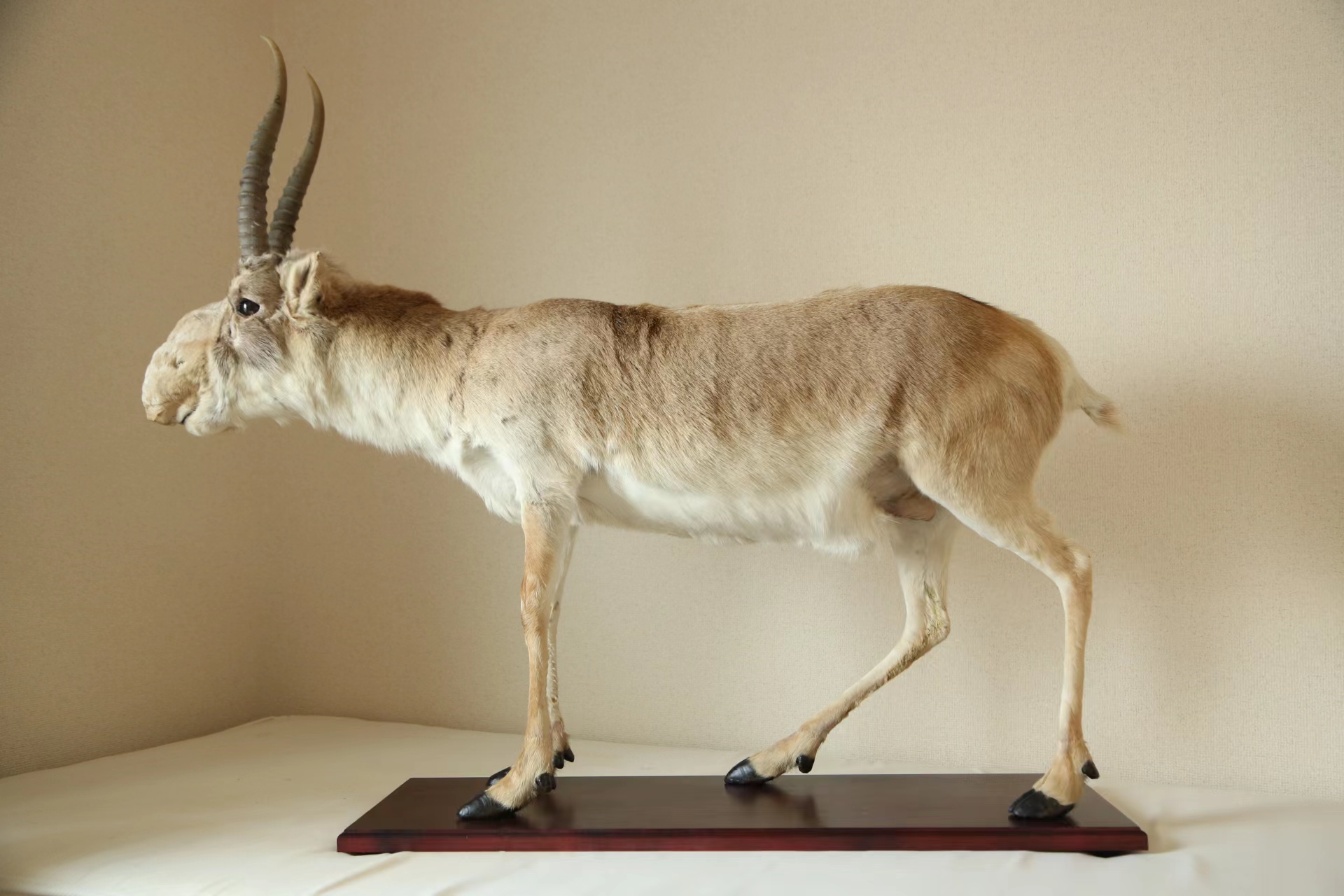 Impressive Case Study - Successful Customs Clearance for Sable Antelope Specimens_International freight forwarder|customs clearance|Import and export agent|Beijing Yangrui International Freight Agency Co.,LTD