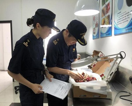 土耳其樱桃进口来势汹汹_代理报关|进口清关|国际物流|国际运输|国际货运代理|北京扬睿国际货运代理有限公司