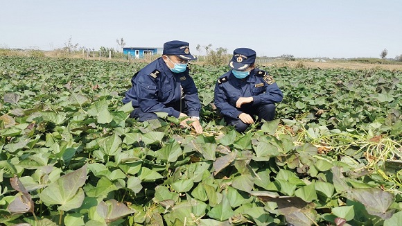 小红薯走向大舞台