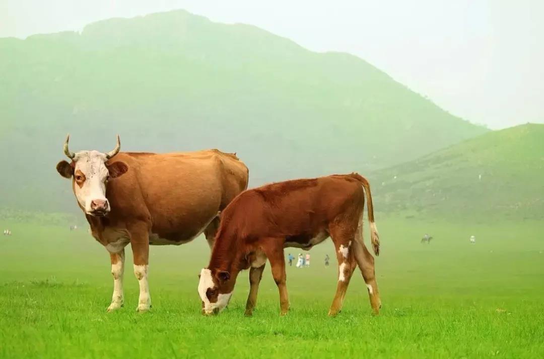 牛肉进口海关检疫检测项目-牛肉进口报关公司