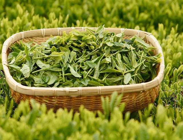 出口茶叶需要什么资质、包装要求？