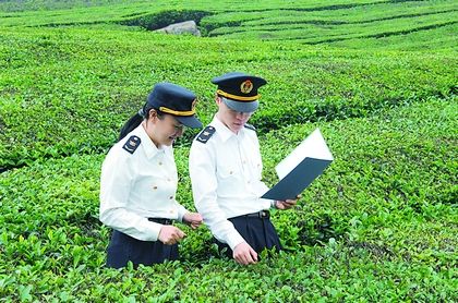 出口茶叶需要什么资质、包装要求？