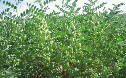 鹰嘴豆进口报关流程及注意事项